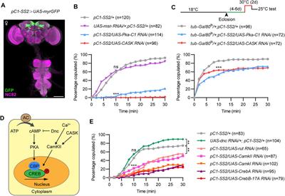 Functional Dissection of Protein Kinases in Sexual Development and Female Receptivity of Drosophila